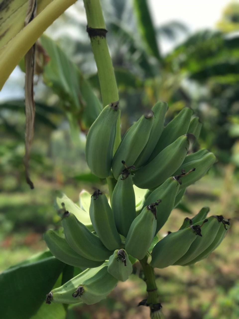 Rum i privatbostad Moringe - Jambiani (Zanzibar)